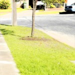 Nature Strip Planting Policy